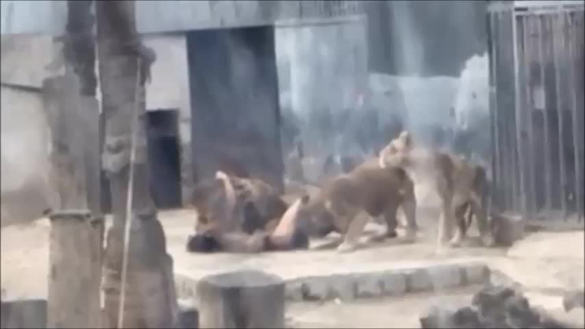 Мъж се хвърли в клетка на лъвове