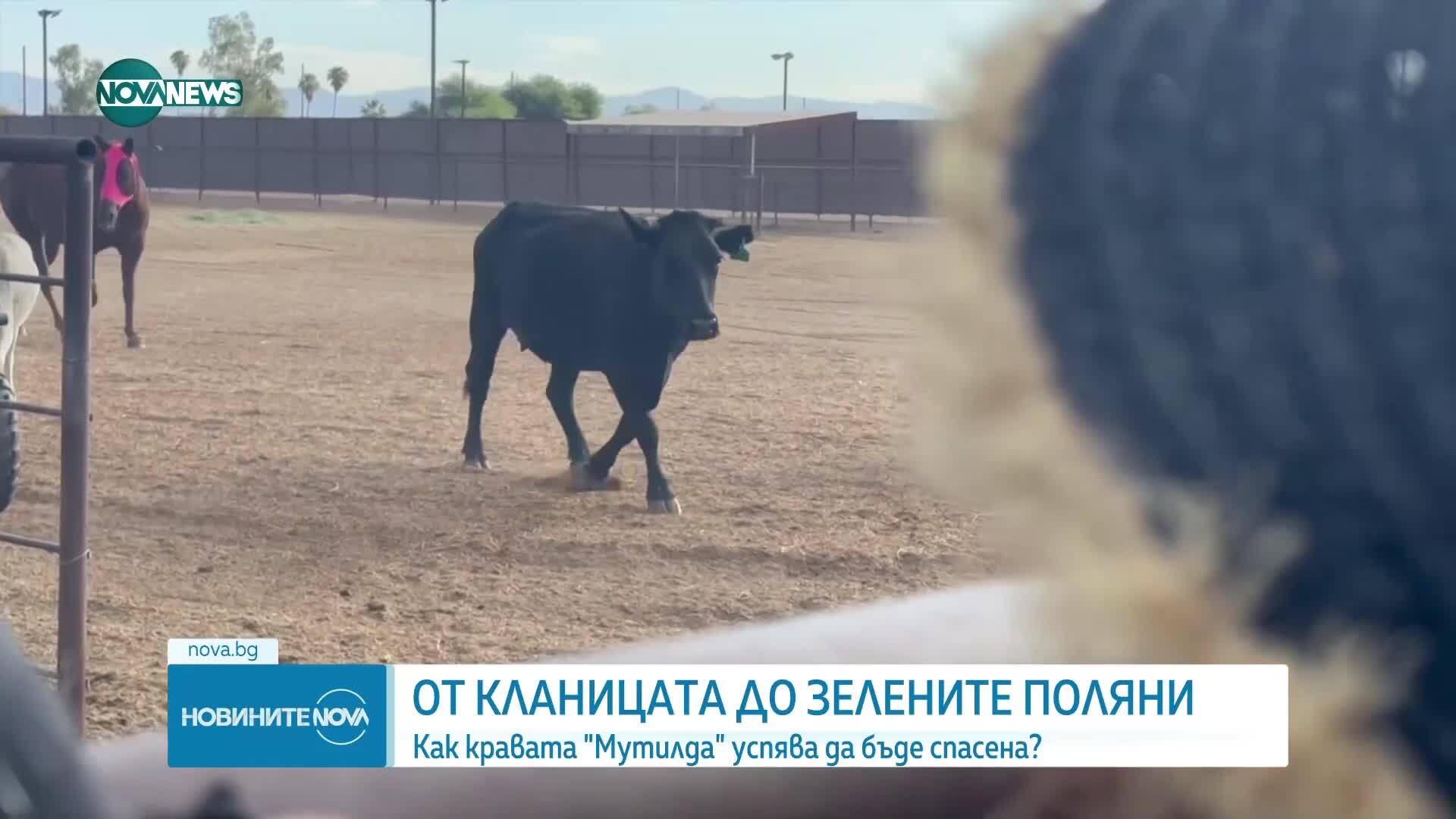 От кланицата до зелените поляни: Как кравата Мутилда успява да бъде спасена?