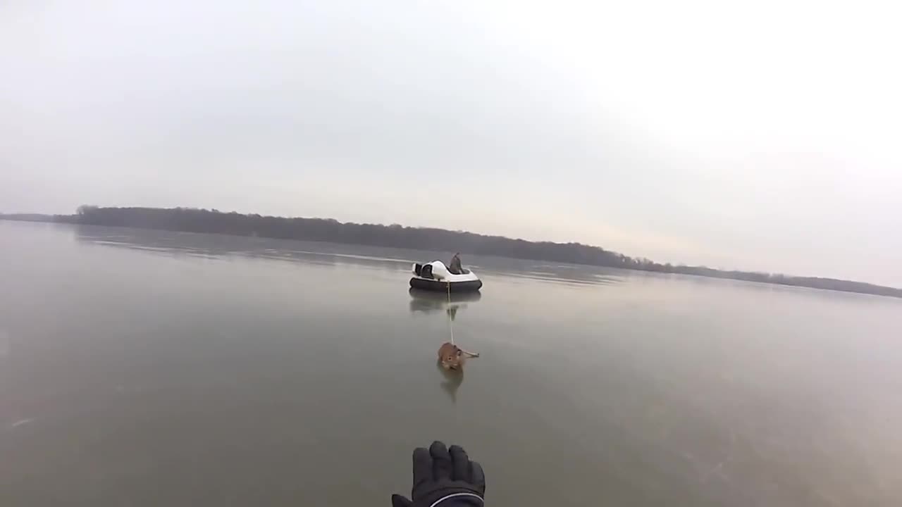 Благородно ! Баща и син спасиха еленчета от леден капан !