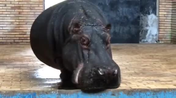 Плачещият хипопотам в зоогическата градина в София