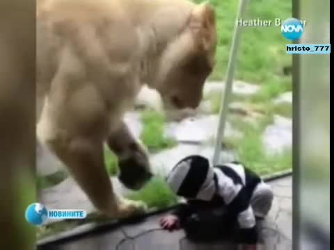 Най-гледаният,клип в Интернет - Лъв се опитва да хване бебе Новини