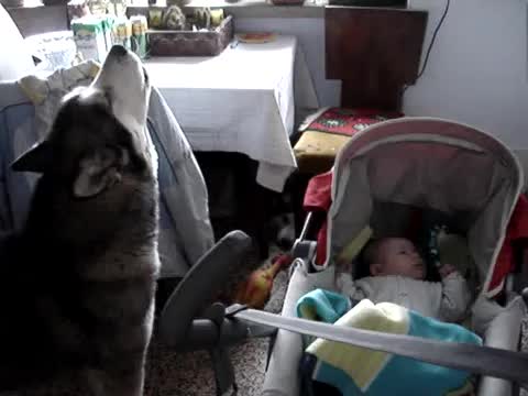 Куче успокоява бебе