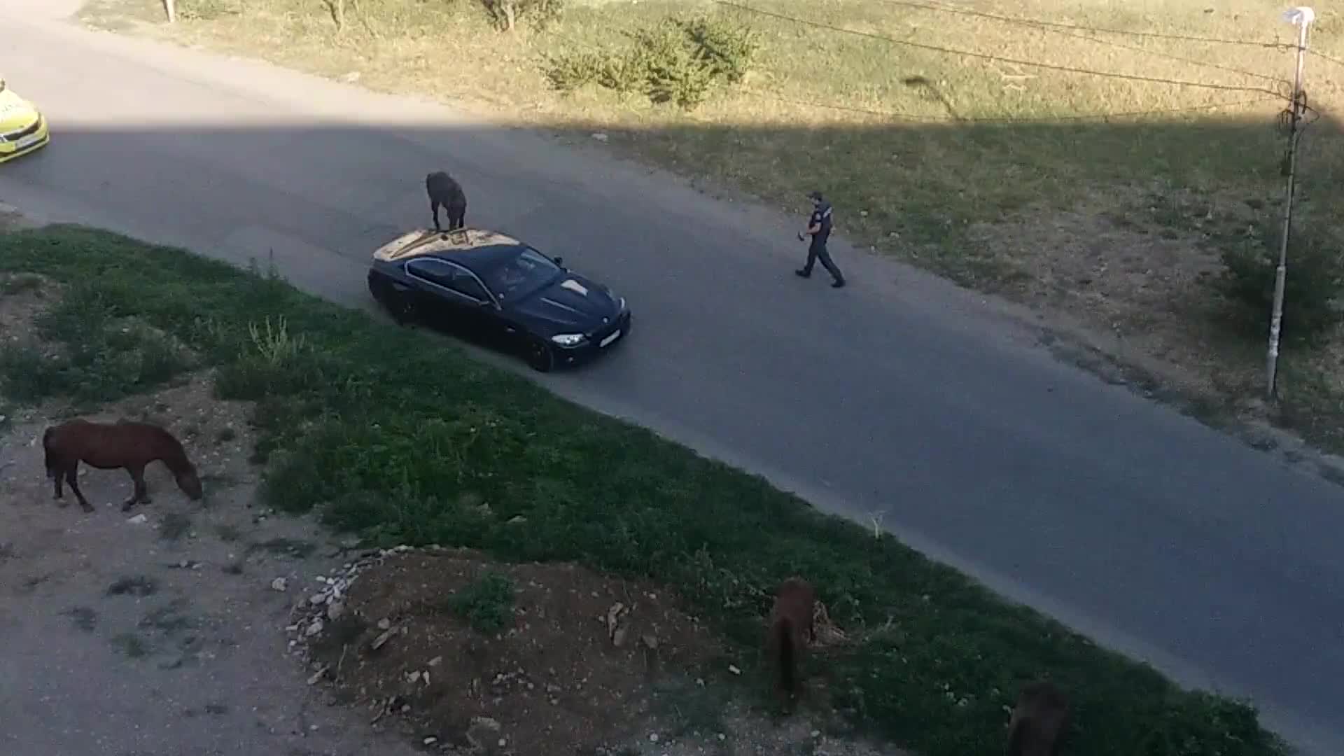 Конете и града