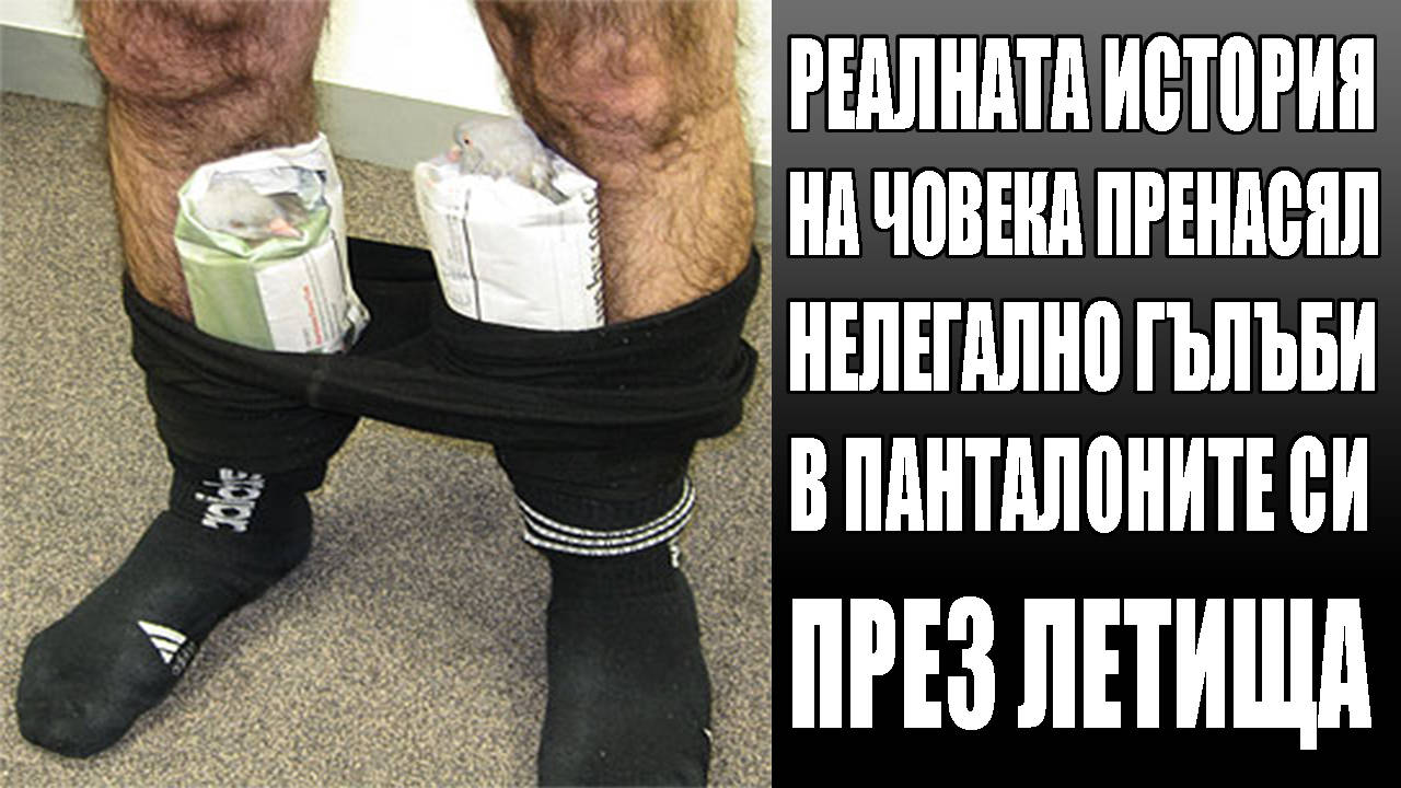 Реалната история на човека пренасял нелегално гълъби в панталоните си през летища!