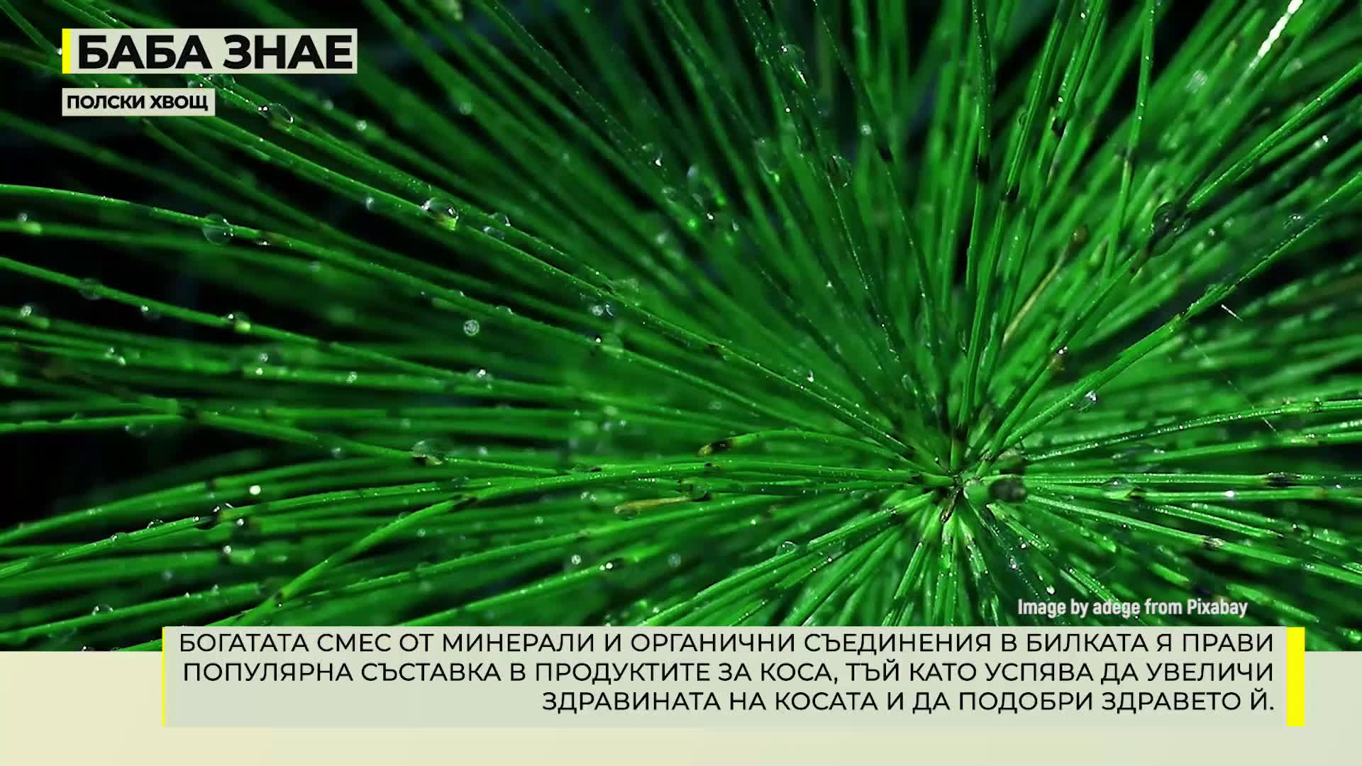 Красотата идва от природата! Виж коя е билката, с която можеш да се погрижиш за себе си!