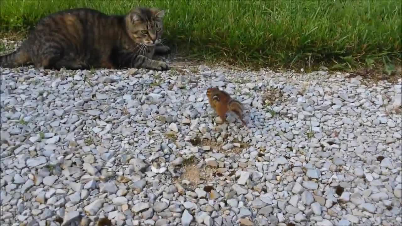 Котката си беше хванала малка катеричка за вечеря, а тя пък взе, че си поигра малко и си замина