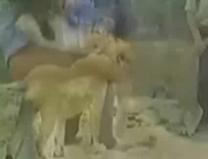 Лъв Среща Стар Приятел НЕВЕРОЯТНО
