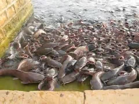 Много, Много Гладна Риба На Едно Място 