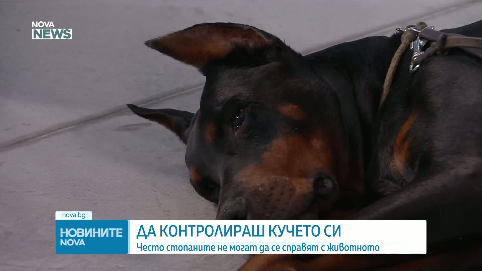 Кога и защо кучетата реагират агресивно?