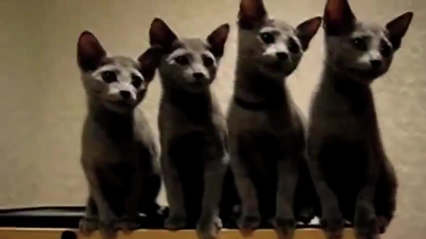Супер Котки