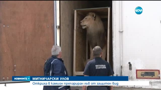 Препариран лъв задържаха на „Капитан Андреево“