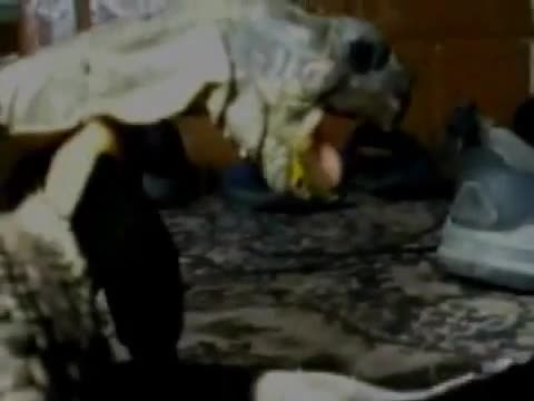 Костенурка изнасилва обувка !