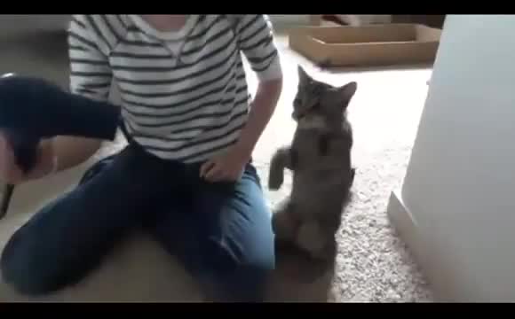 Котка срещу сешоар:)