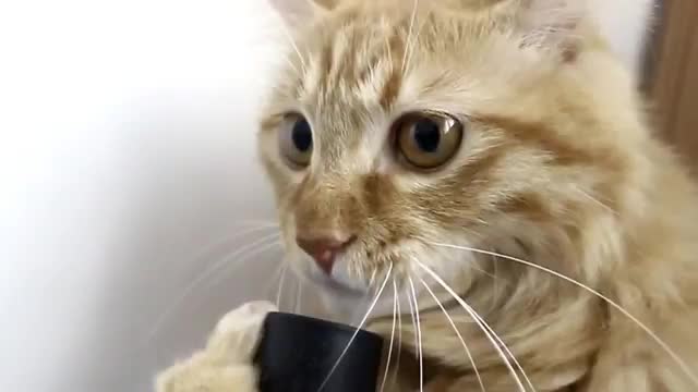 Коте си играе с прахосмукачка