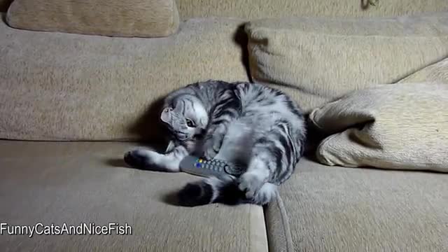 Гледането на телевизия е твърде уморително за едно коте!