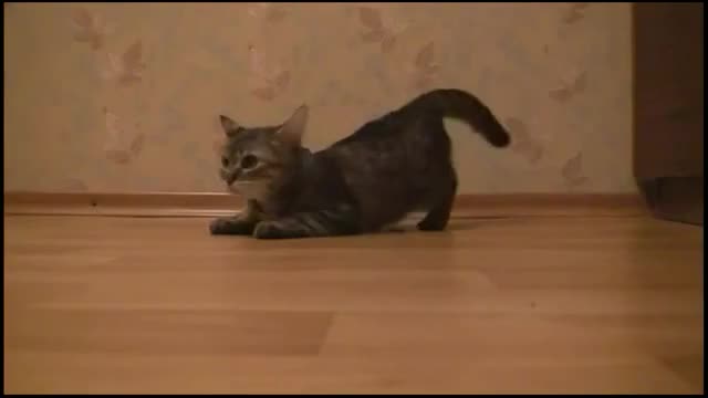 Коте с бърз старт - Смях