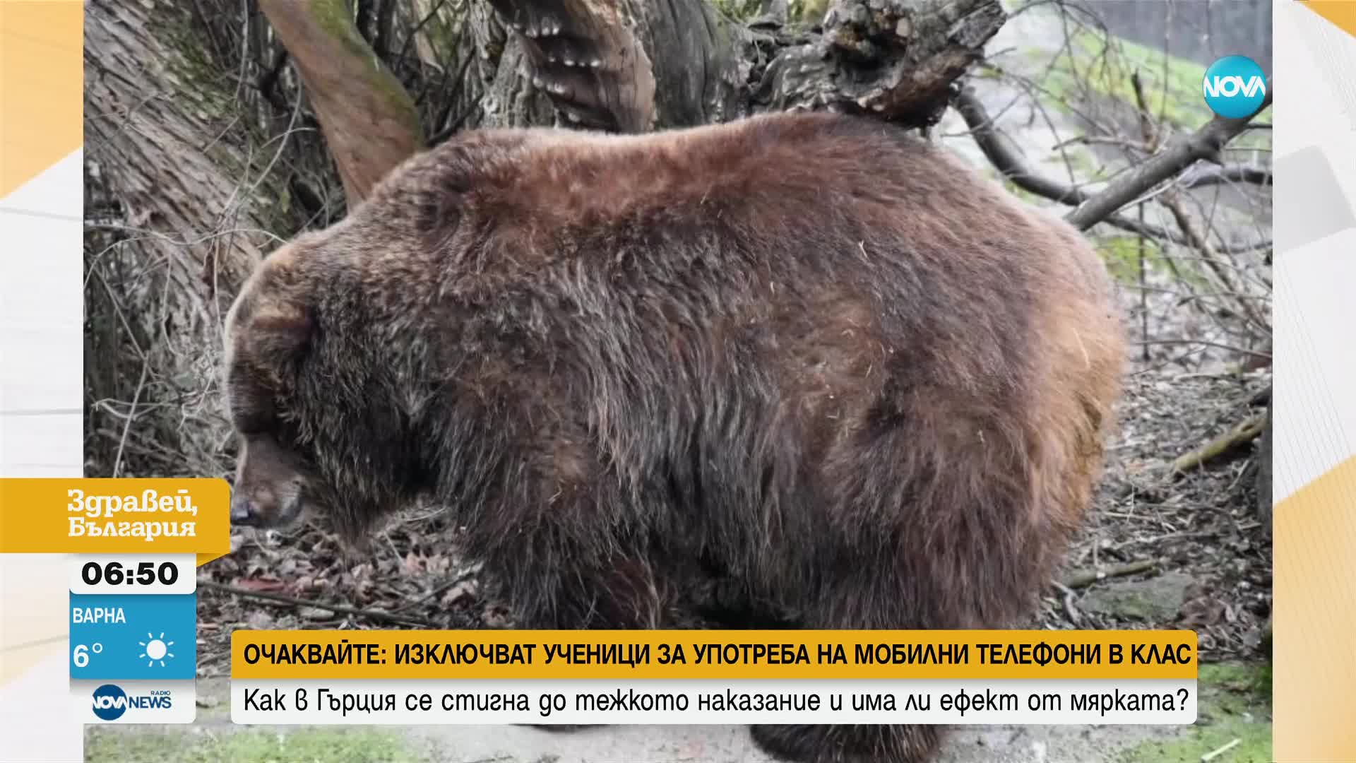 Мечката Рони в Софийския зоопарк се събуди от зимен сън