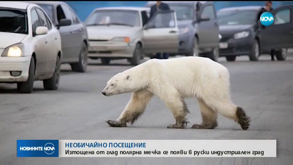 Полярна мечка се появи в руски индустриален град