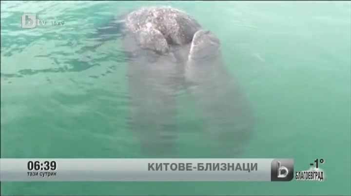 >Рядък природен феномен - китове сиамски близнаци