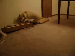 Куче Сънува Кошмар Много Смях