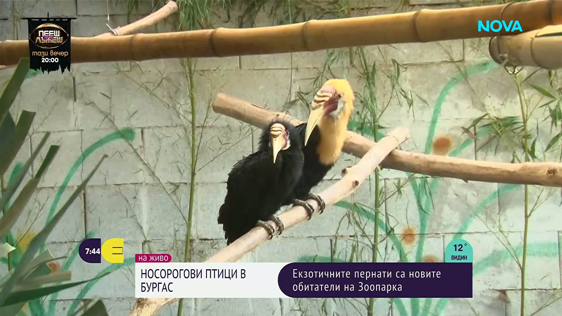 Как екзотичните носорози птици демонстрират близост помежду си в зоопарка в Бургас