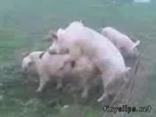 смях - една любов......между прасета