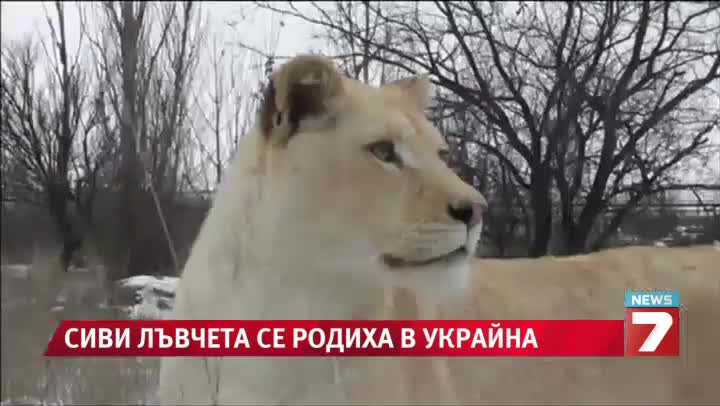 >Сиви лъвчета се родиха в Украйна
