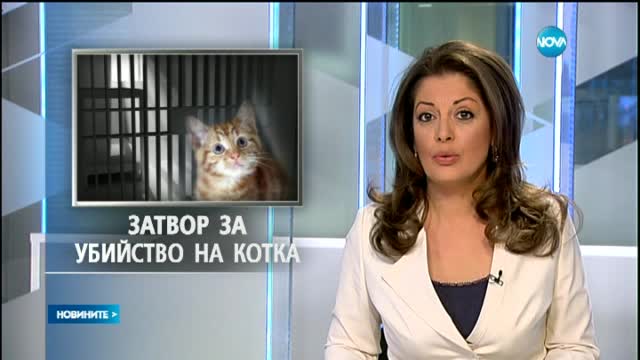 Мъж от Варна влиза в затвора за убийство на котка