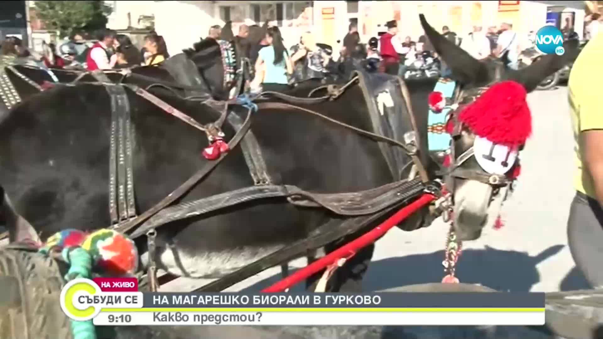 Възстановяват магарешкото рали в Гурково