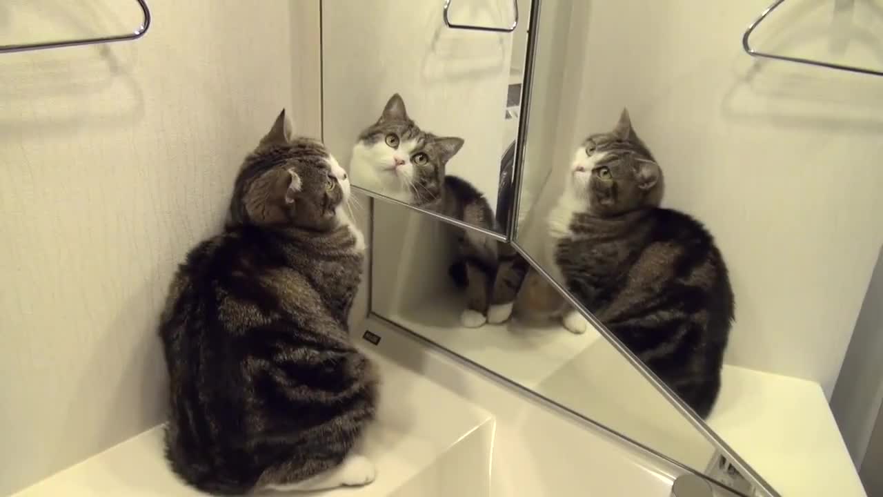 Котето Мару пред огледалото ..