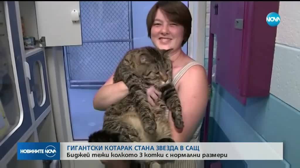 Гигантска котка стана звезда в САЩ
