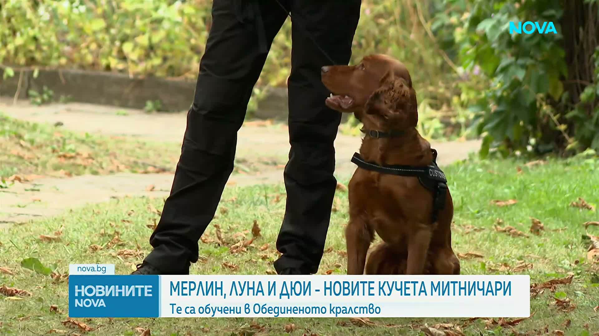 Новите кучета митничари: Мерлин, Луна и Дюи официално се присъединиха към Агенция „Митници“