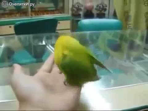 Папагал издава звуци на сек*