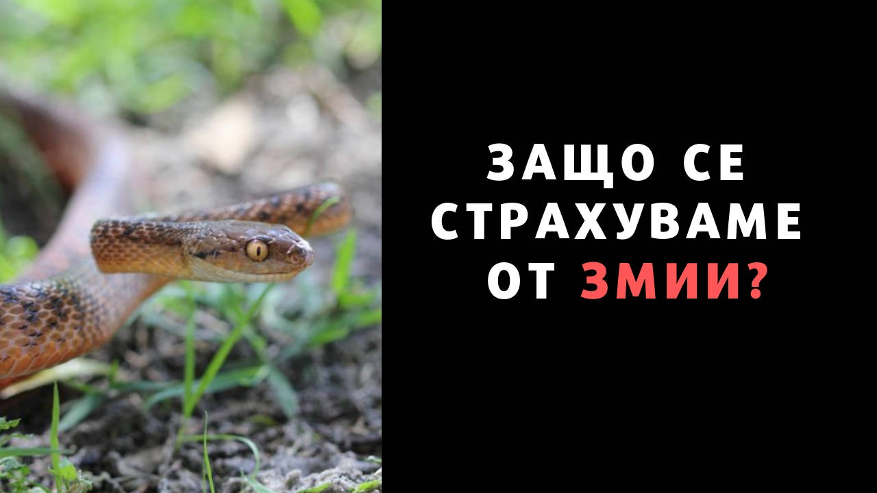 Защо се страхуваме от змии