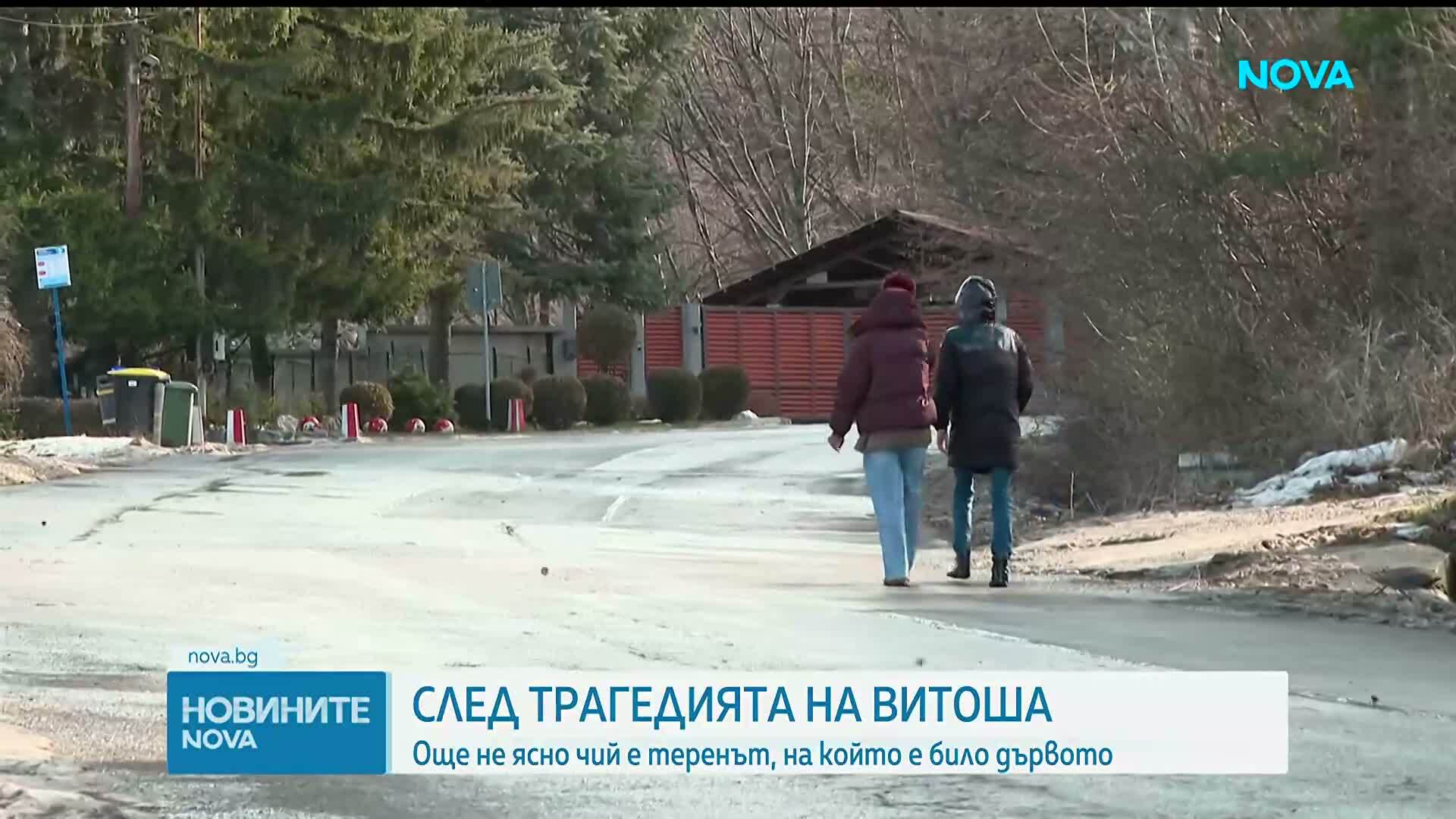 След трагедията на Витоша: Още не ясно чий е теренът, на който е било дървото