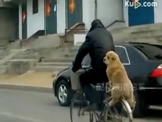 Това куче изуми всички в интернет