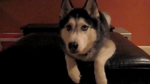 Готино Хъски Казва " I Love You Mom " ..