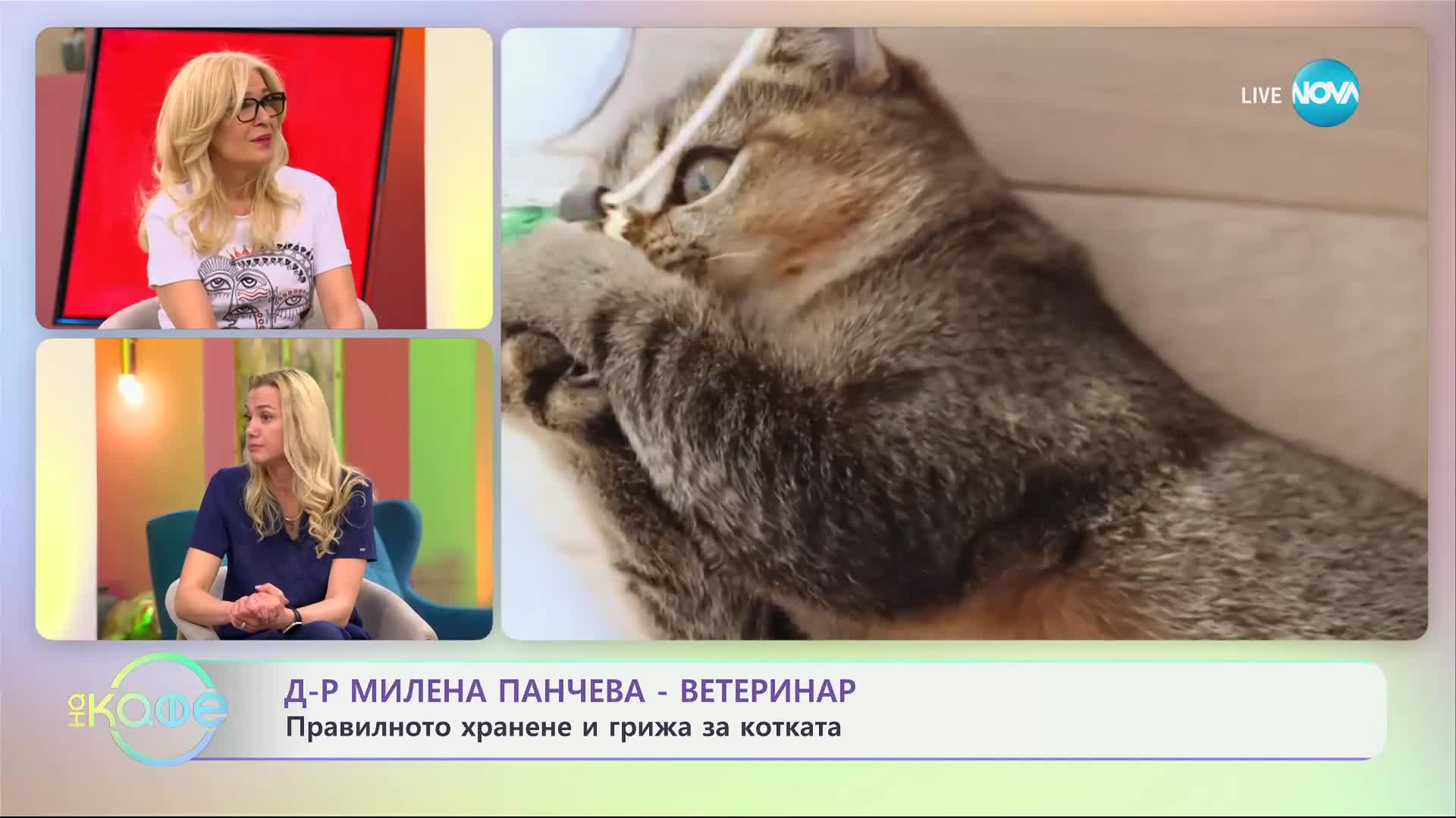 Д-р Милена Панчева: Как да изберем подходящата порода на котката? - „На кафе“ (25.02.2025)