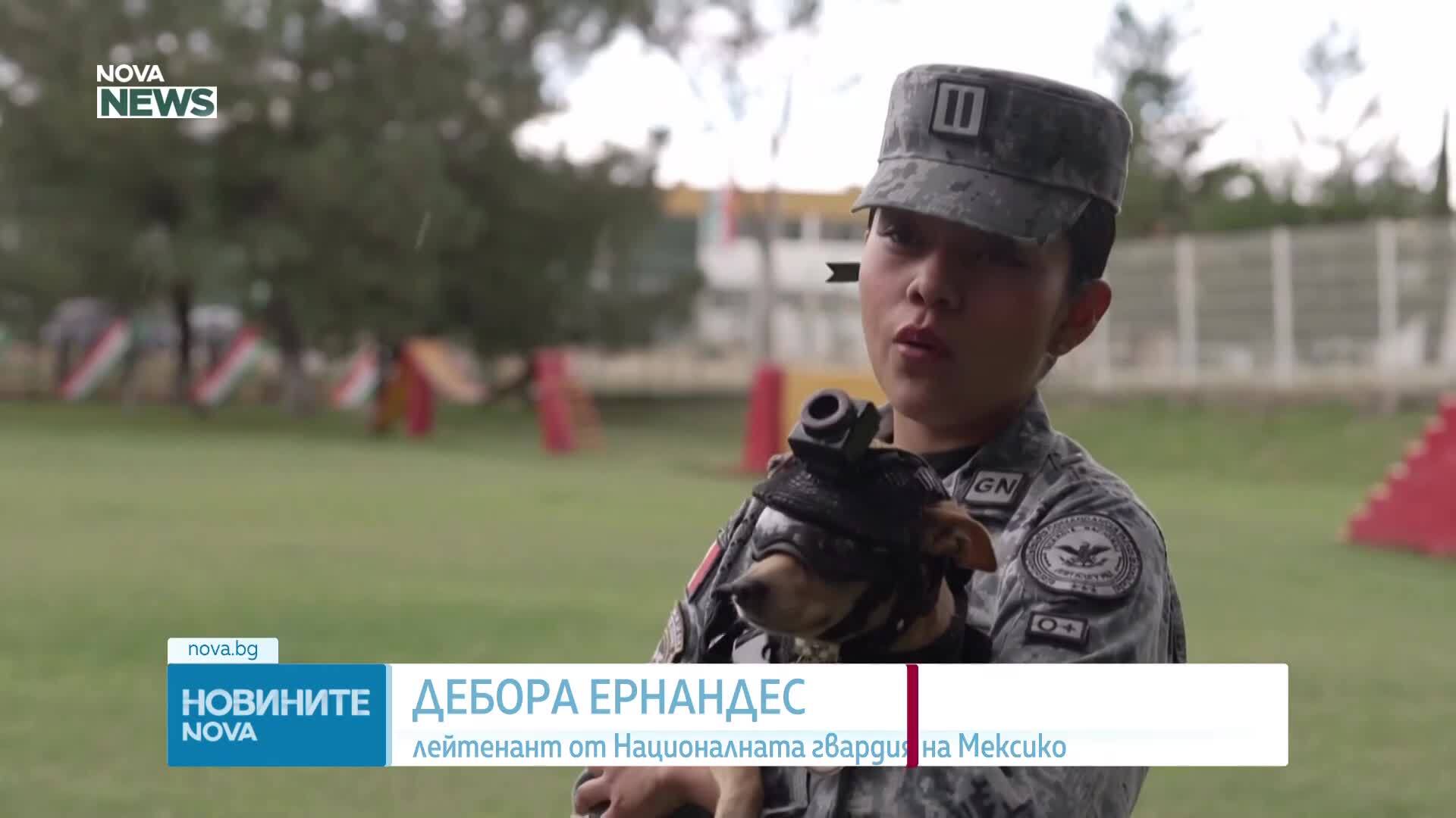 Кой е Командо - миниатюрното чихуахуа, което стана част от Националната гвардия на Мексико