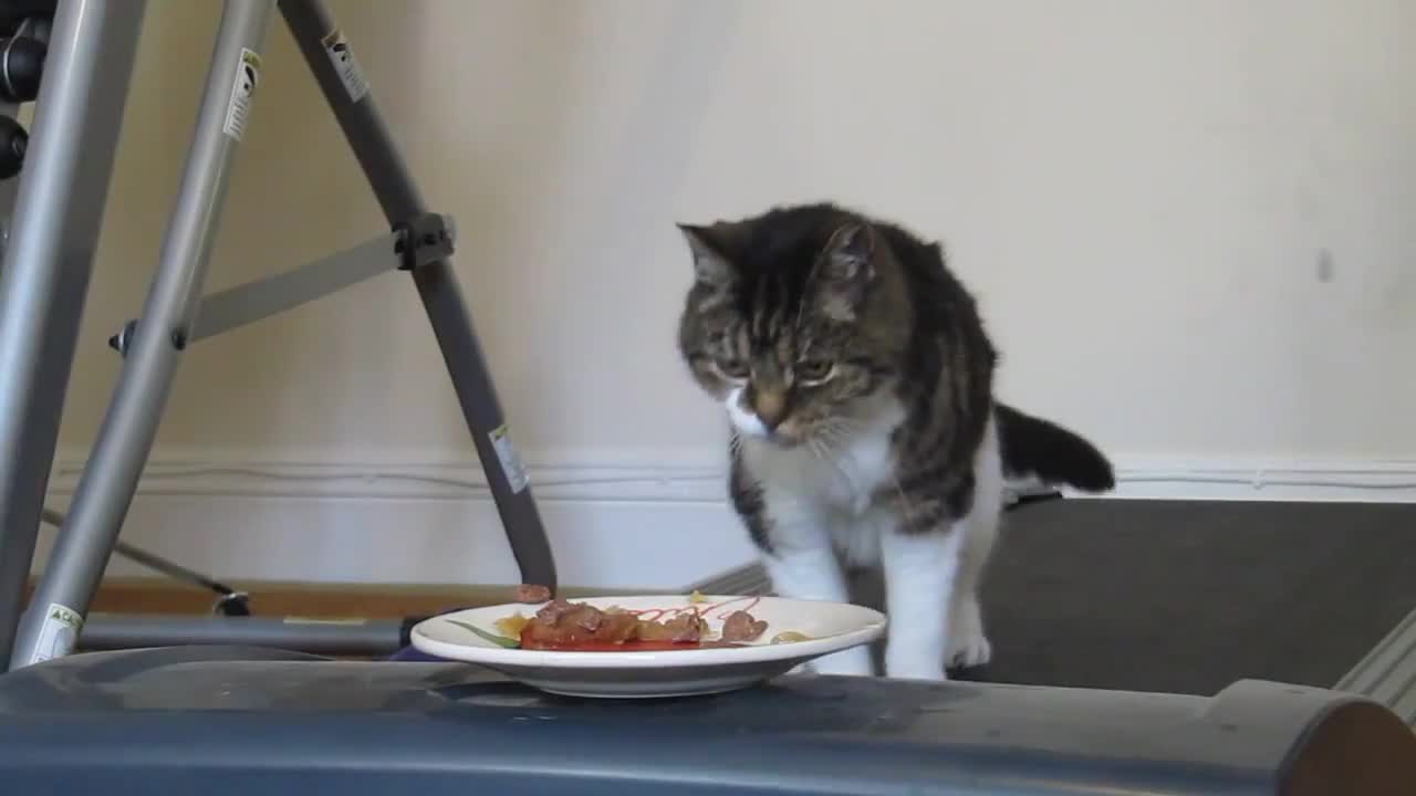 Как да накараме котката си да отслабне !