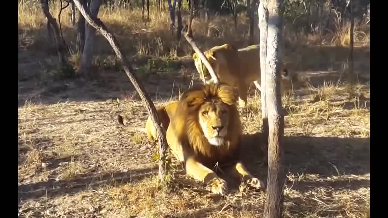 Дори царя на джунглата се стряска от лъвицата!