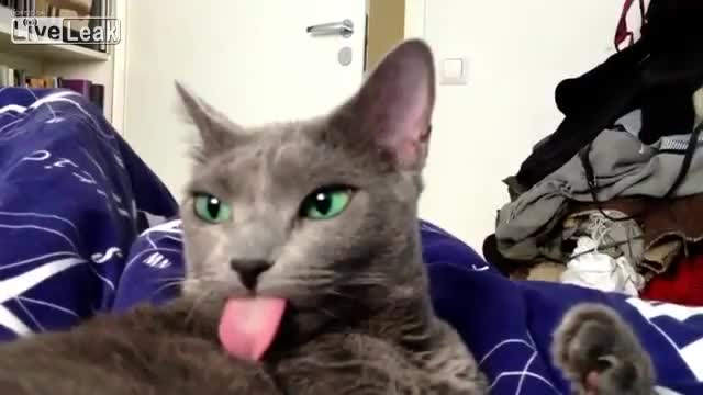 Какво сте ме зяпнали , бе ? Котка с зелени очи !