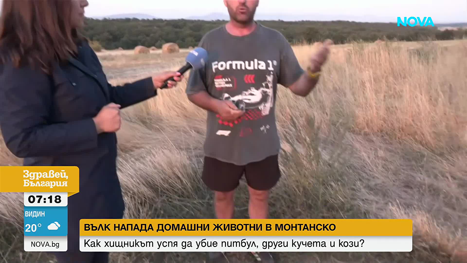 Вълк напада домашни животни и тормози жители на няколко села в Монтанско