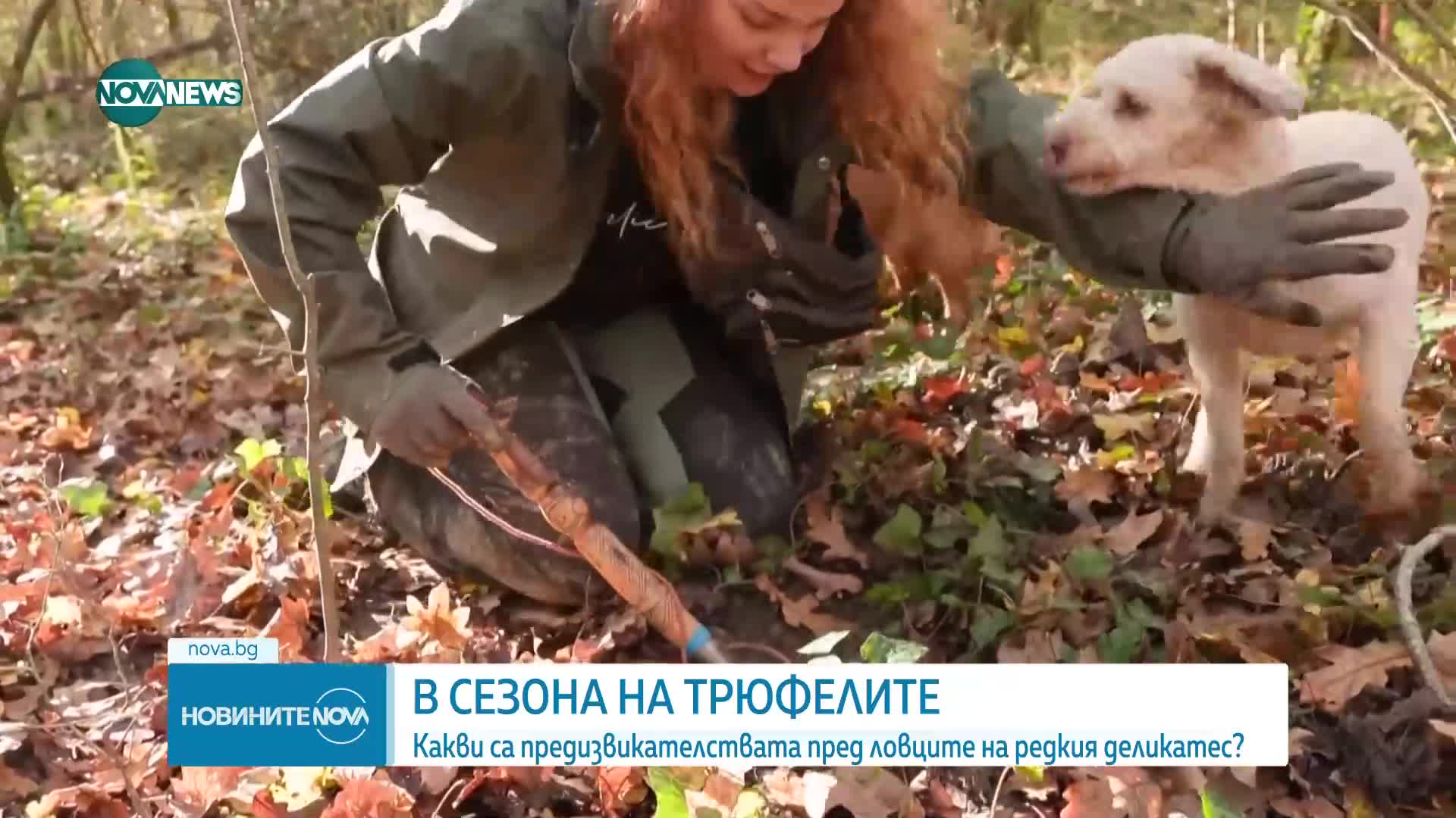 Скритото богатство на Истрия става все по-рядко: Белият трюфел под климатичен риск