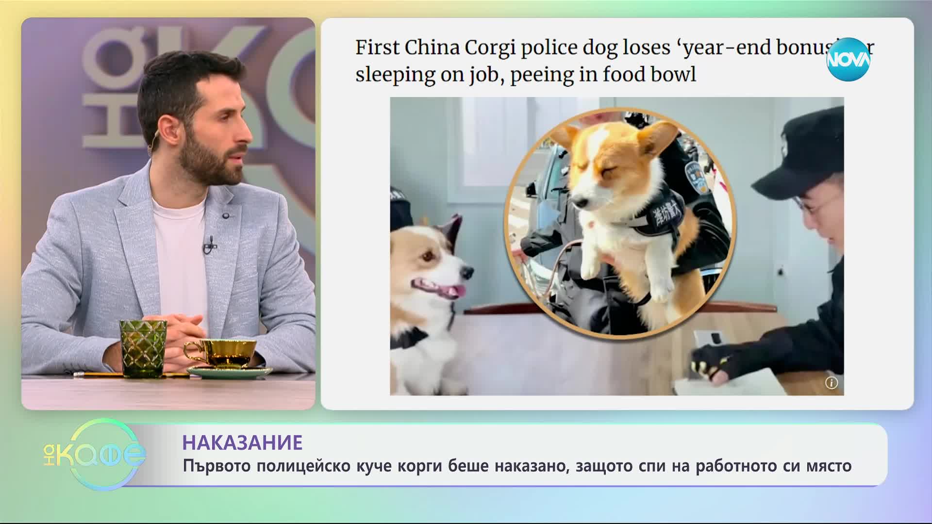 Наказание: Първото полицейско куче корги беше наказано - „На кафе“ (29.01.2025)