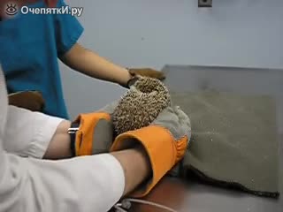 Таралежче започва да реве като бебе по време на медицински преглед