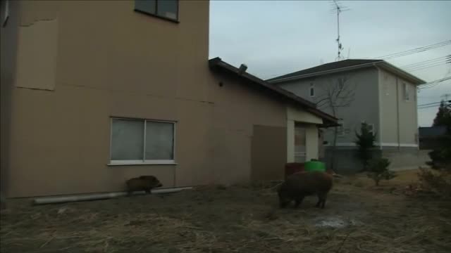 Диви прасета превзеха градовете във Фукушима