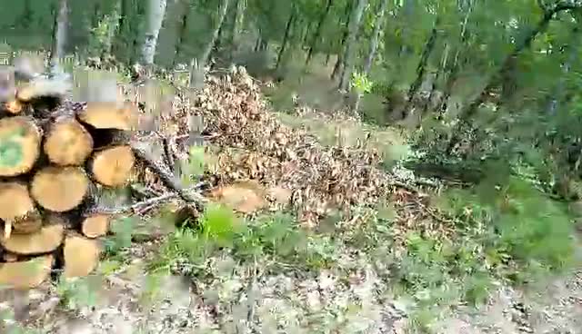 Масова сеч в Община Приморско