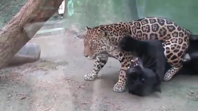 Ягуар И Пантера Си Играят