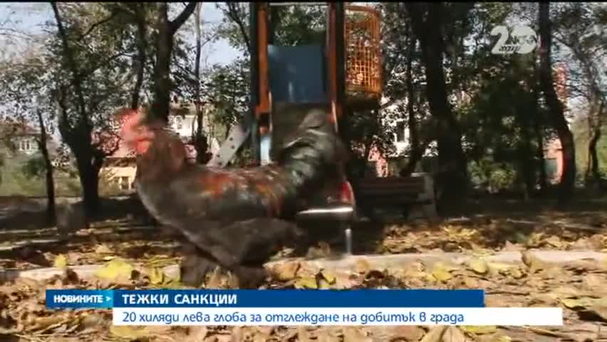 Солени санкции слагат край на прасетата и кокошките в блока